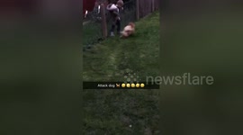 Newsflare Edit - Tiny Pomeranian Thinks It’s a Attack Dog 