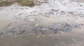 tons of catfish stuck in the street. https://t.co/ul2ZgoHcMp