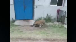 Zookeepers wrestle with escaped tiger cub