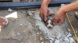 Puppy 'rescued after living in Vietnamese tunnel for days'