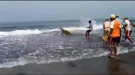 Man tries to catch crocodile with bare hands