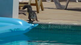 A cute squirrel risks falling in the pool.