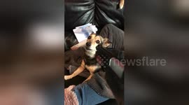 Newsflare Edit - Dog shows no fear towards gun