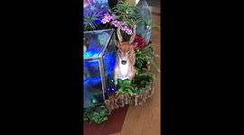 After ski in North Korea