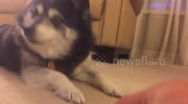 Dog army crawling and following me