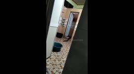 Mystery swamp creature emerges from the toilet