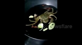 Live crab eats ingredients while being cooked in pan