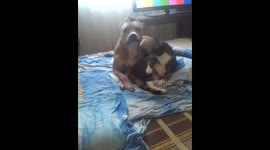 Amstaff plays with cat