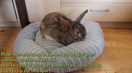 DIY inexpensive pet bed