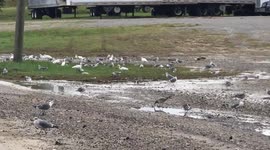 Birds eating fish from hurricane Nate