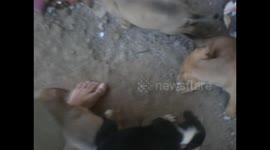 Dominica. Caribbean island. Woodford Hill, playing with 8 puppies, dogs. 2014