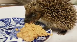 Vet feeds baby hedgehog after freeing it from a conker stuck around its neck