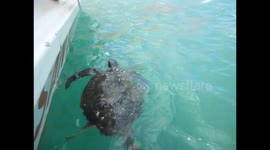 Ecuador. Puerto López. Isla de la Plata. Silver Island. Feeding marine turtles. Dando de comer a tortugas marinas I. 2014
