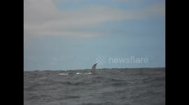 Ecuador. Puerto López. Toma 2. Whale fin. Aletas de ballenas. 2014
