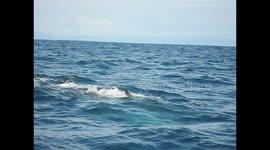 Ecuador. Puerto López. Toma 4. Ballena sumergiéndose. 2014 Whale going down