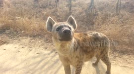 Curious spotted hyena approaches tourist vehicle