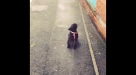 Little dog warns off her enemies