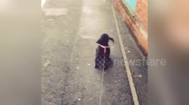 Newsflare Edit - Little dog warns off her enemies