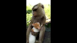 Pet monkey HUGGING a stray kitten after they became 'best friends'