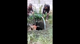 Pregnant cow rescued after falling into filthy sewer in Thailand