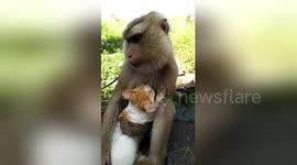 Pet monkey HUGS stray kitten after they become 'best friends'