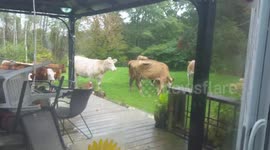 Heard of cows invade neighbourhood back garden