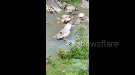 Tonkin leaf monkey carries timid offspring across river
