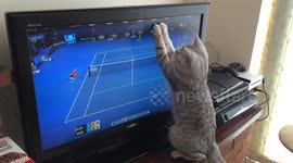 Kitten enchanted by TV tennis match