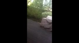 Mom Confronts Skunk in the Backyard