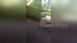 Newsflare Edit - Mom Confronts Skunk in the Backyard