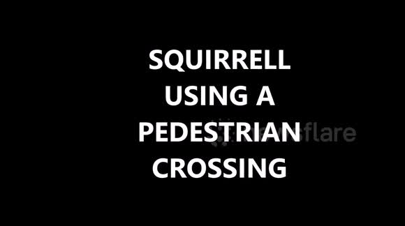 A SQUIRREL SAFELY CROSSES A BUSY ROAD USING A PEDESTRIAN CROSSING CAUGHT ON DASHCAMERA