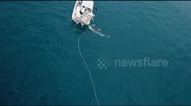 UPDATED SCRIPT: Great white shark attacks fishermen's boat