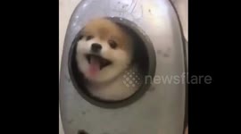 Dog runs into pet carrier after owner says 'let's go out'