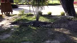 Rescuers scare away crocodile by hitting it with a digger