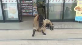 Runaway goat chills in front of 7-eleven store's air con