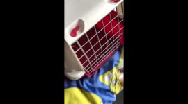 Cutest Pet On The Internet Right Now