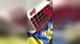 Newsflare Edit - Cutest Pet On The Internet Right Now