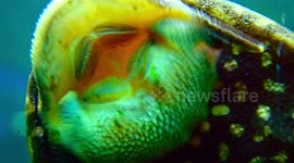 Sucker fish close up