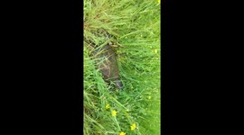 Turtle High Quality HD