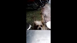Abandoned dog begging for food on the street