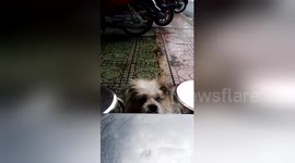 Newsflare Edit - Abandoned dog begging for food on the street