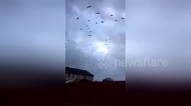 Huge flock moves inland as Ophelia hits Ireland