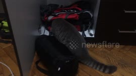 Cat looking for comfort home