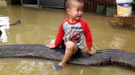 Three-year-old boy rides python during deadly floods in Vietnam