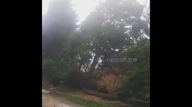 Row of Trees blown over by Storm Ophelia