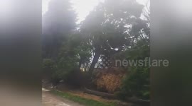Newsflare Edit - Row of Trees blown over by Storm Ophelia