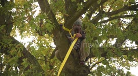 Activist scales iconic 150-year-old tree in bid to save it