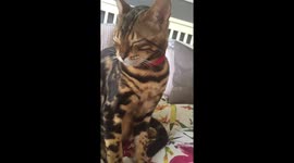 Sleepy bengal kitten