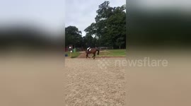 newsflare young horse jumps