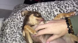 Chihuahua enjoys a daily tummy rub, he would lay there all day if he could.